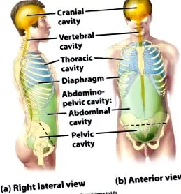 vagy
