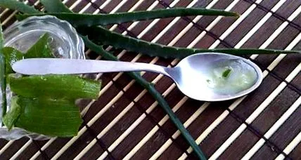 aloe