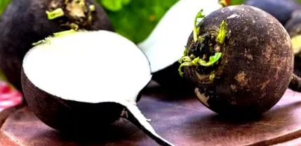fekete gyógynövénye