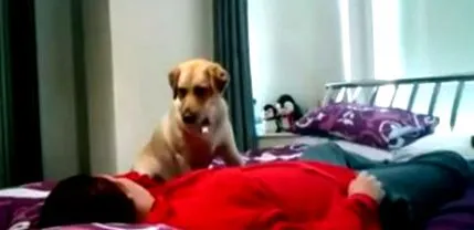 házi