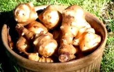 csicsóka