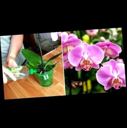 olcsó orchideáknak