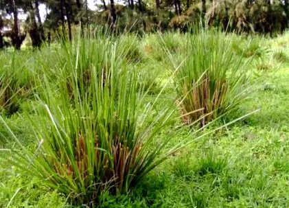 vetiver erősítésére