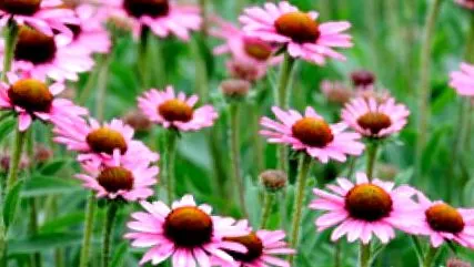 echinacea jobb