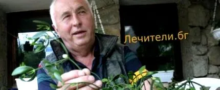 gyógynövény enyo