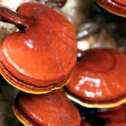 ganoderma hogyan