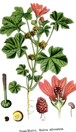 mallow camellia