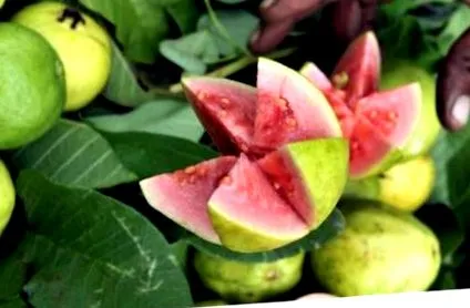 guava