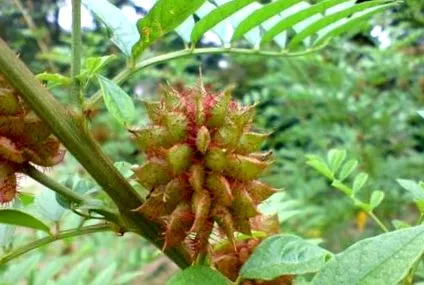 Glycyrrhizia glabra