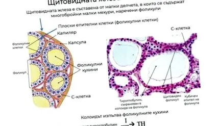 pajzsmirigy funkció pajzsmirigy funkció