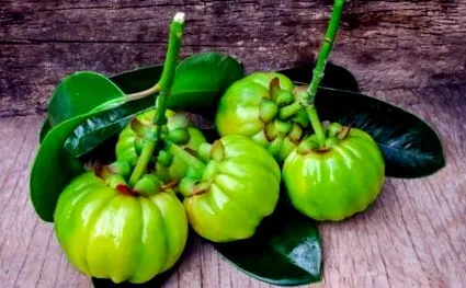 cambogia