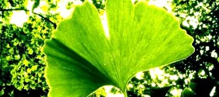 ginkgo biloba