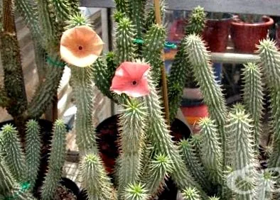 gordonii Hoodia gordonii
