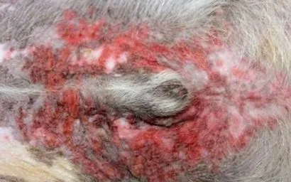 állatorvos impetigo