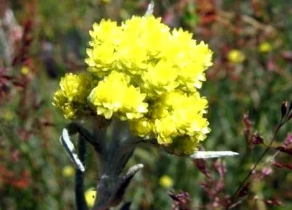 helichrysum olasz