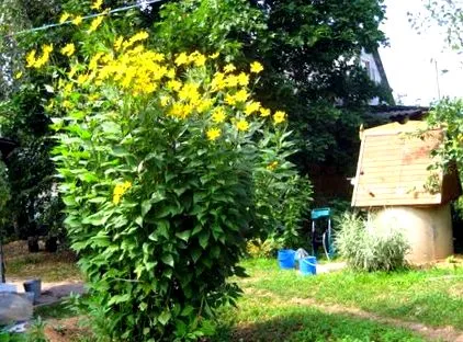 csicsóka használata