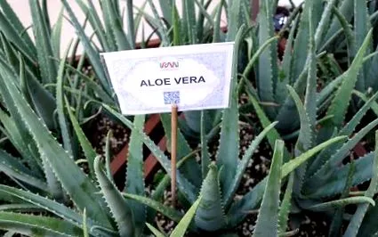Aloe vera vera