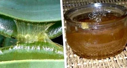 zselét aloe
