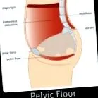 kegels