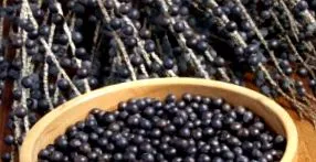 bogyó Acai bogyó