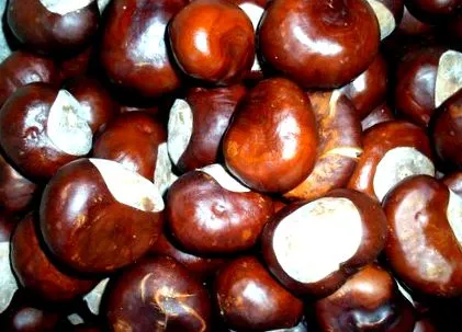 ízületi