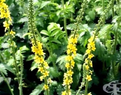 eupatoria agrimonia
