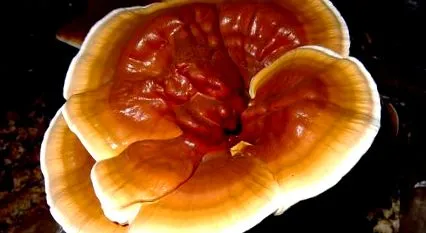 kínai reishi