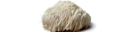 oroszlán