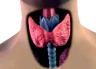 endokrinológushoz