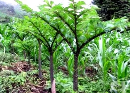 Konjak Amorphophallus amorphophallus