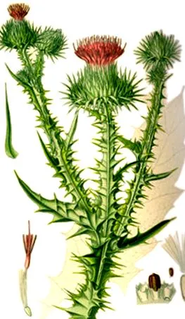 szamártövis