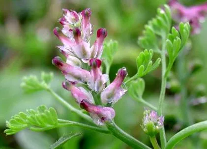 rosopas gyógyító