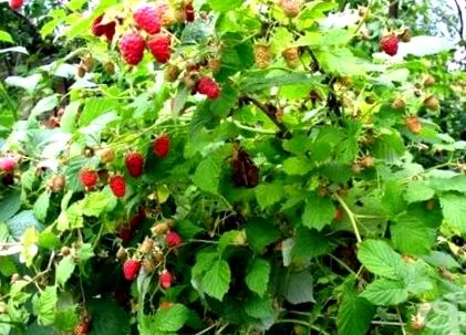 rubus málna