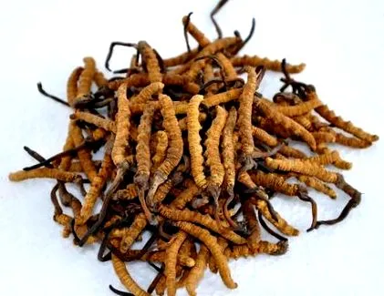 gyógynövény