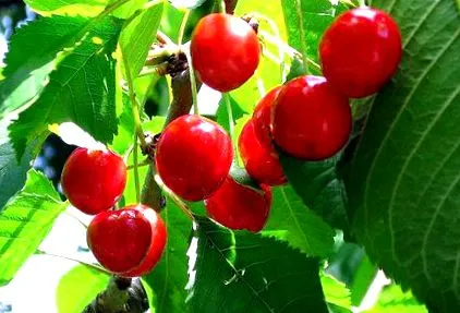 antioxidáns levelének