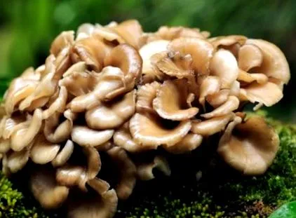 amely maitake