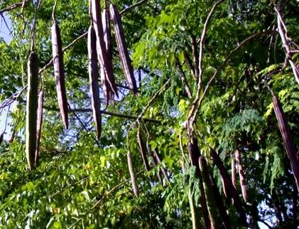 egészségügyi moringa