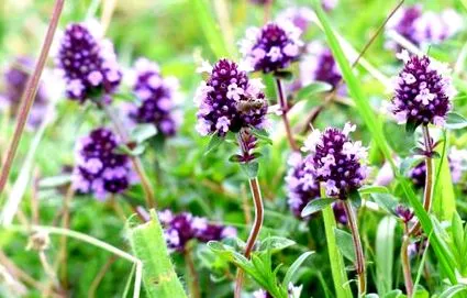 thymus nagymama