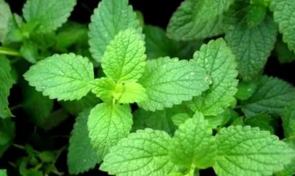 menta rossz leheletet