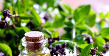 természetes oregano