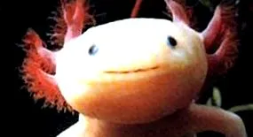 axolotl