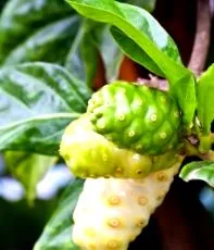 noni noni