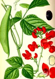 gyógynövény rendes