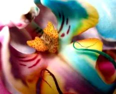 orchidea