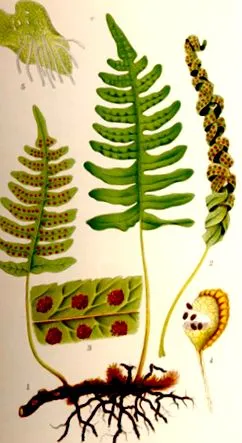 gyógynövény