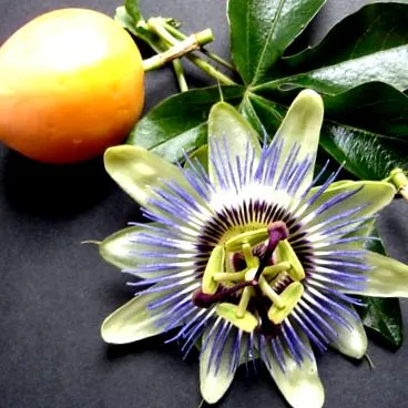 passionflower passionflower