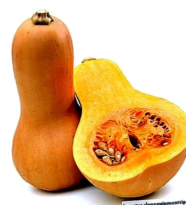 squash butternut