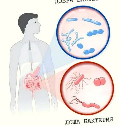 megjelenést probiotikus