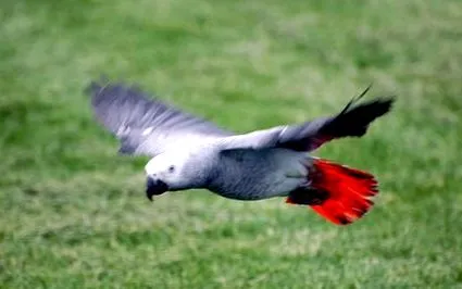 parrotom tenni