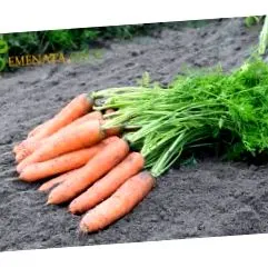 egész évben sárgarépamagok